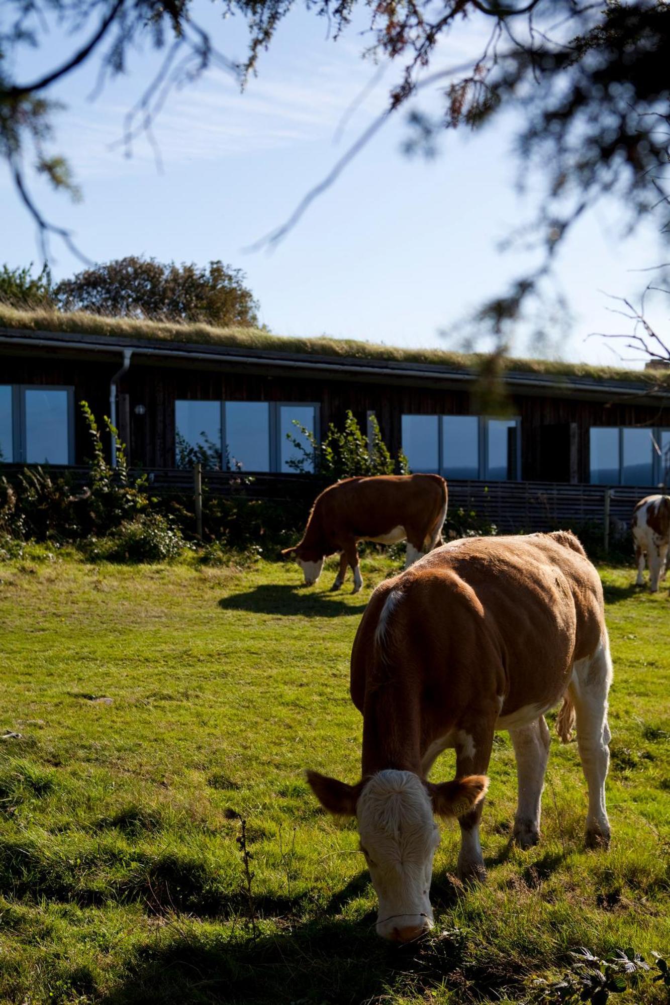 Hotell Och Restaurang Hovs Hallar Båstad Dış mekan fotoğraf